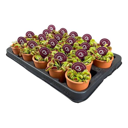 Dionaea muscipula im Terra Topf T07 H010