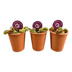 Dionaea muscipula im Terra Topf T07 H010