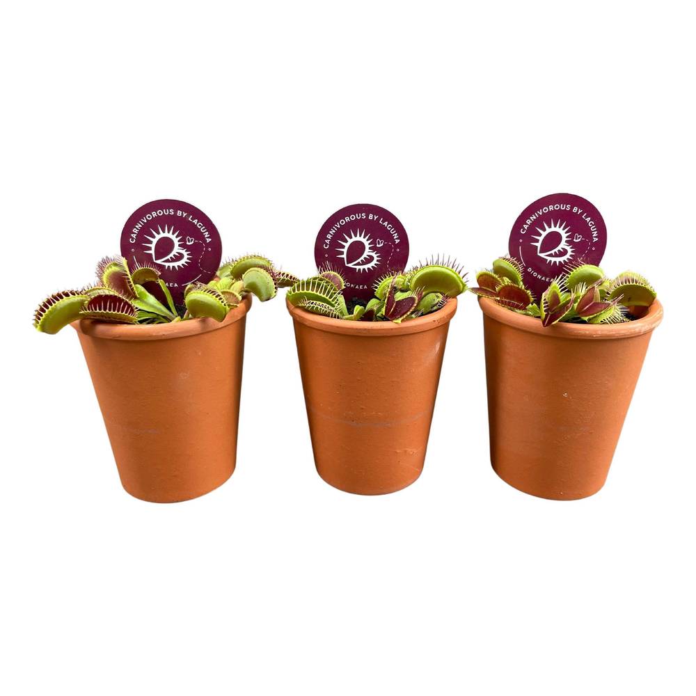 Dionaea Muscipula im Terra Topf T07 H010