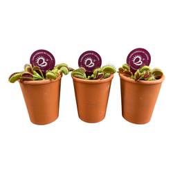 Dionaea Muscipula im Terra Topf T07 H010