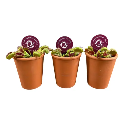 Dionaea Muscipula im Terra Topf T07 H010