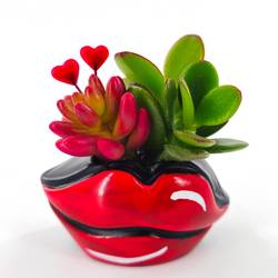 Sukkulenten mix Valentin Hotlips T04 H005