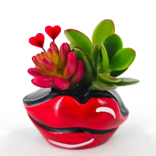 Sukkulenten mix Valentin Hotlips T04 H005