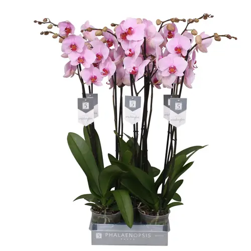 Phal.2-R rosa Washington T12 H060