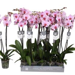 Phal.2-R rosa Washington T12 H060