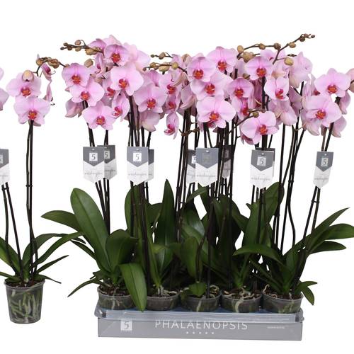 Phal.2-R rosa Washington T12 H060