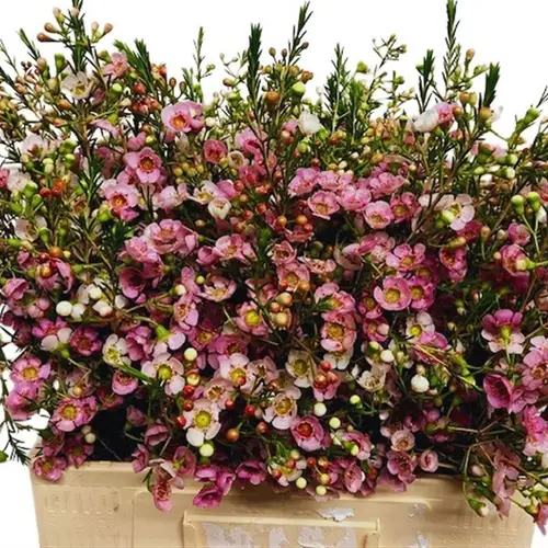 Wachsflower rosa/creme Leilani 35 Gramm 60cm