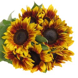 Sonnenblume gelb/rot Flame 60cm