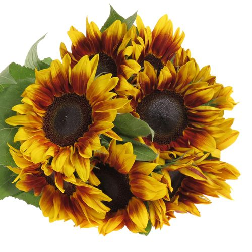 Sonnenblume gelb/rot Flame 60cm
