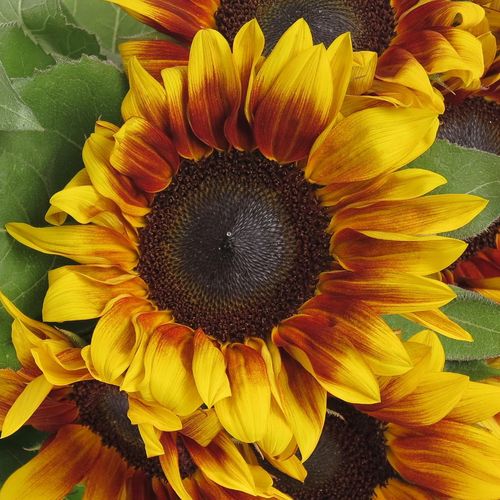 Sonnenblume gelb/rot Flame 60cm