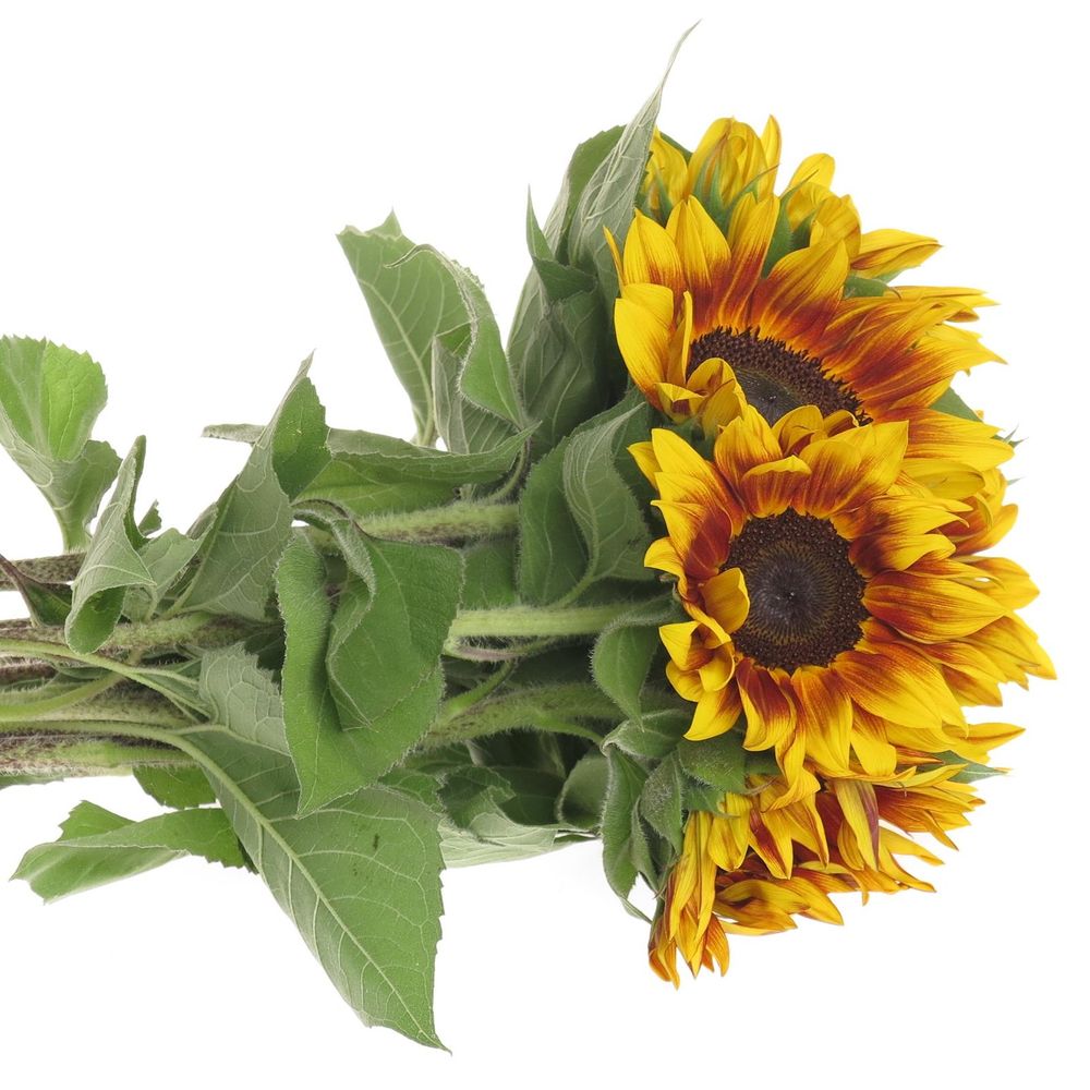 Sonnenblume gelb/rot Flame 60cm
