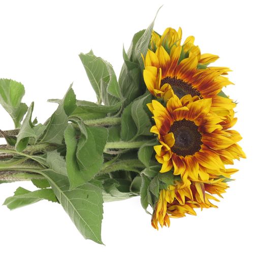 Sonnenblume gelb/rot Flame 60cm