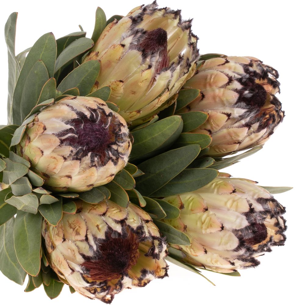 Protea creme Lady Pearl 70cm