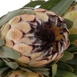 Protea creme Lady Pearl 70cm