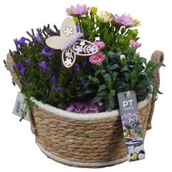 Garten.Arr PTPP6948 T22 H028