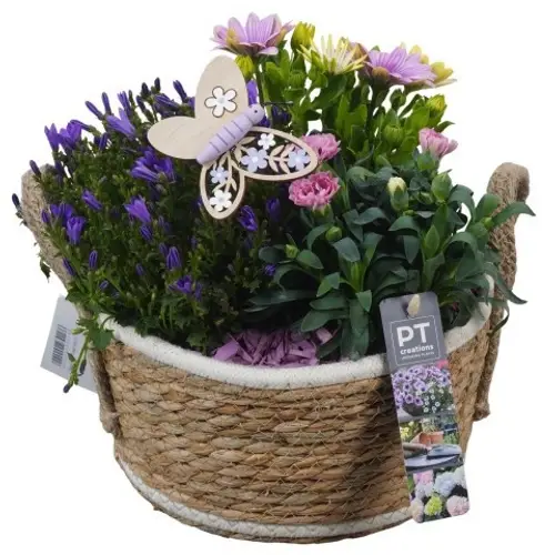 Garten.Arr PTPP6948 T22 H028