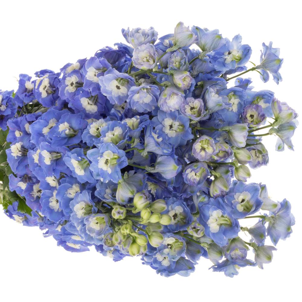 Delphinium blau Aurora 70cm