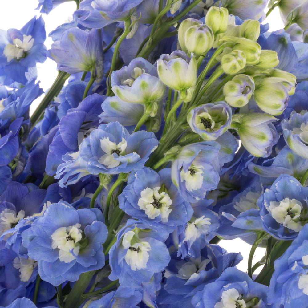 Delphinium blau Aurora 70cm