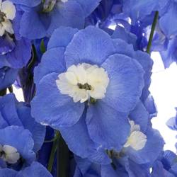 Delphinium blau Aurora 70cm
