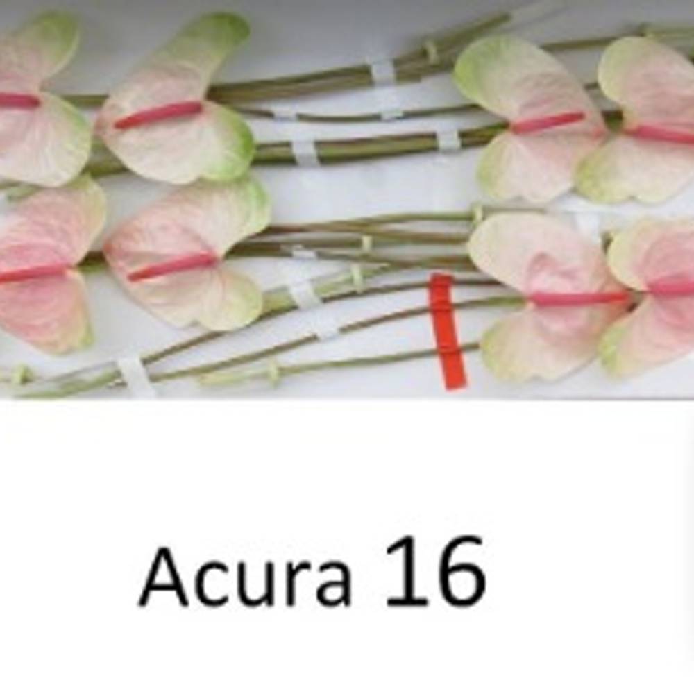 Anthurium rosa/grün Acura Blüte 11cm