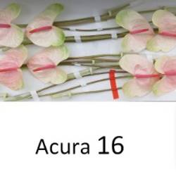 Anthurium rosa/grün Acura Blüte 11cm