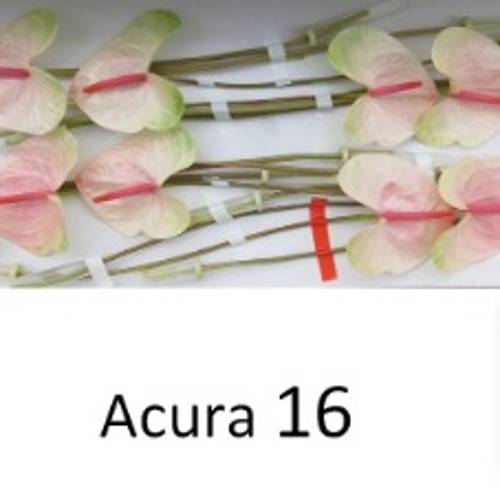 Anthurium rosa/grün Acura Blüte 11cm