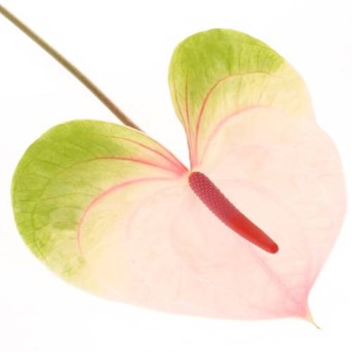 Anthurium rosa/grün Acura Blüte 11cm