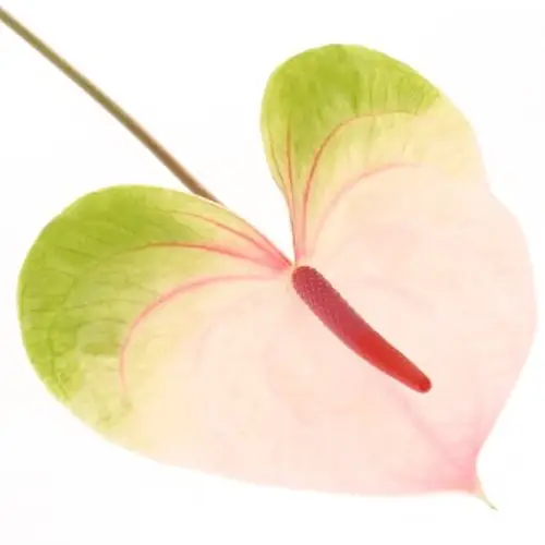 Anthurium rosa/grün Acura Blüte 11cm