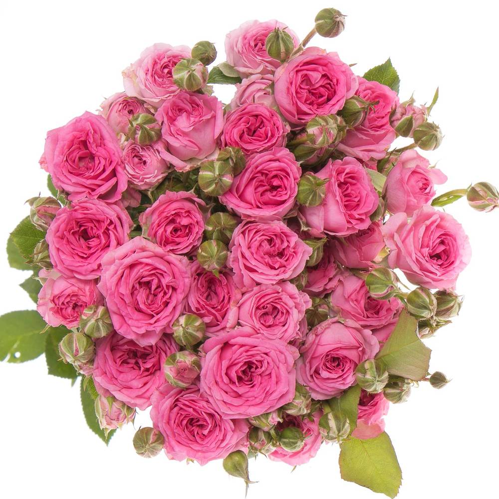 Rose verzweigt dunkel rosa Kate-Lynn 4+Blüte 60cm