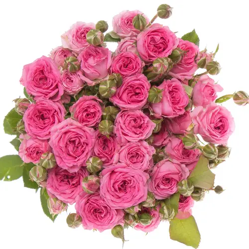 Rose verzweigt dunkel rosa Kate-Lynn 4+Blüte 60cm