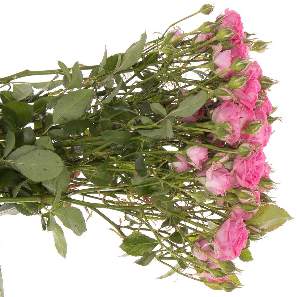 Rose verzweigt dunkel rosa Kate-Lynn 4+Blüte 60cm
