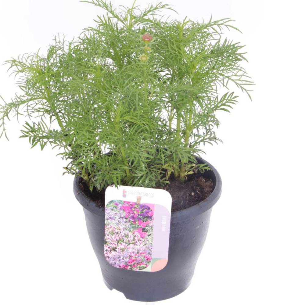 Cosmos rosa T23 H060