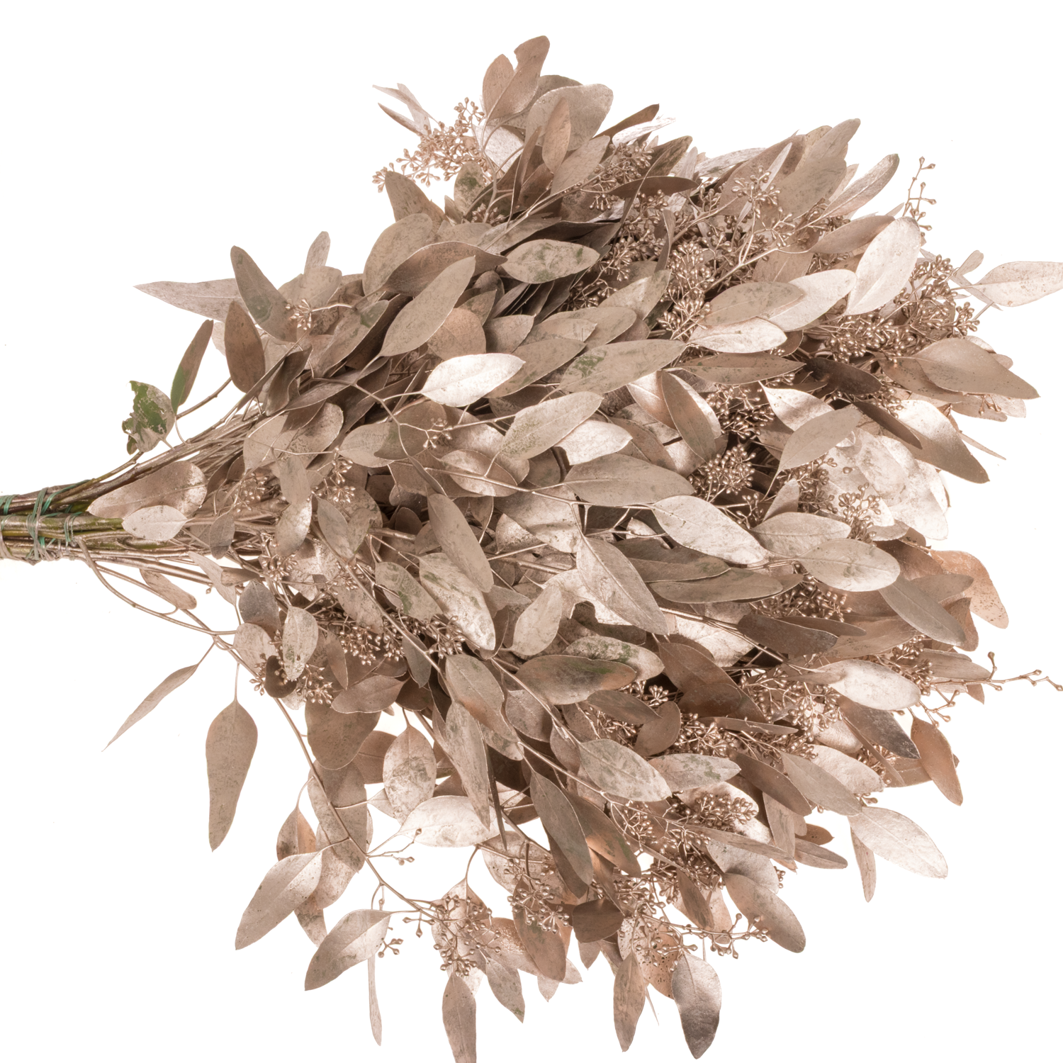 Populus champagne Frucht gefärbt 300 Gramm 65cm