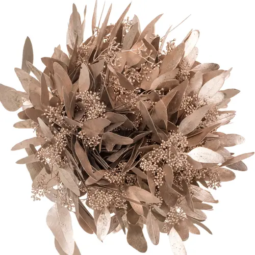 Populus champagne Frucht gefärbt 300 Gramm 65cm