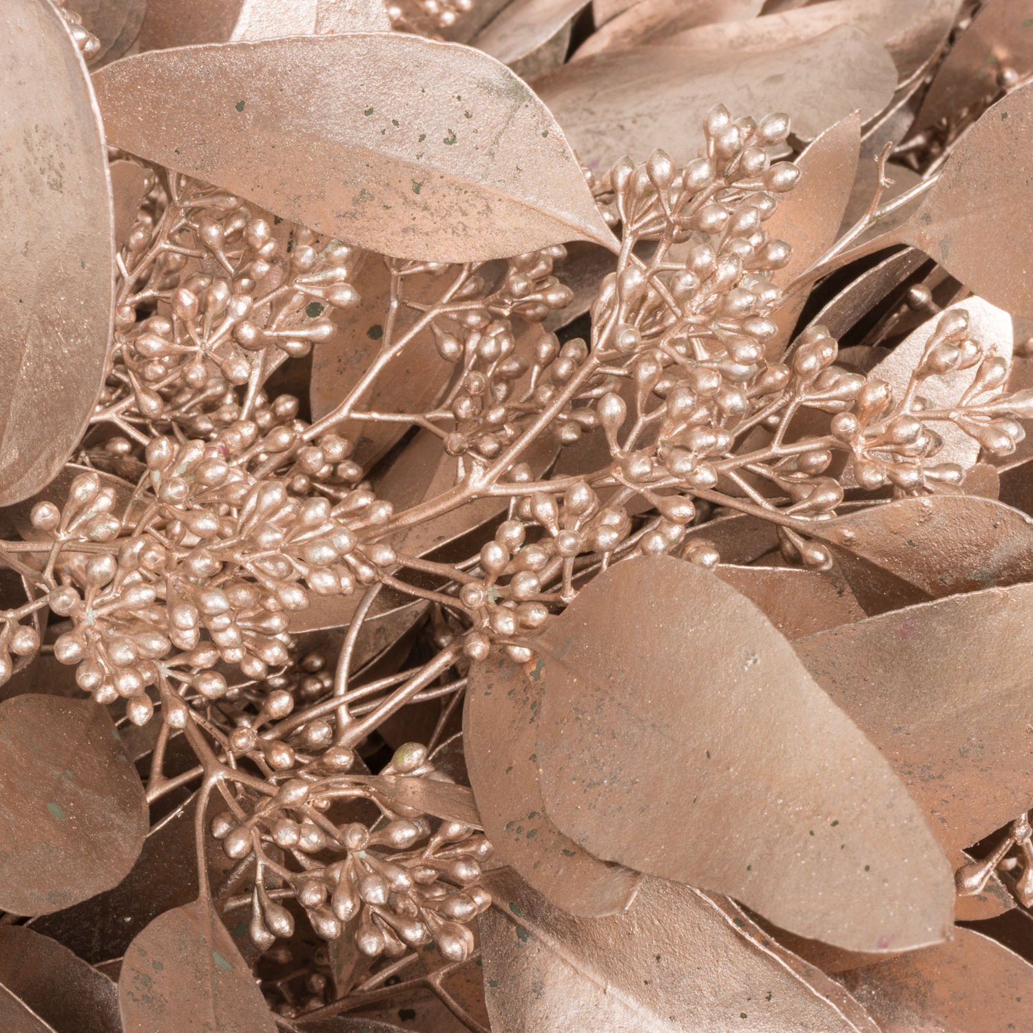 Populus champagne Frucht gefärbt 300 Gramm 65cm