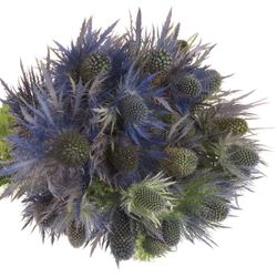 Distel blau Alpine 50cm
