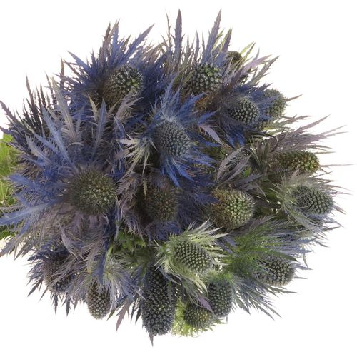Distel blau Alpine 50cm