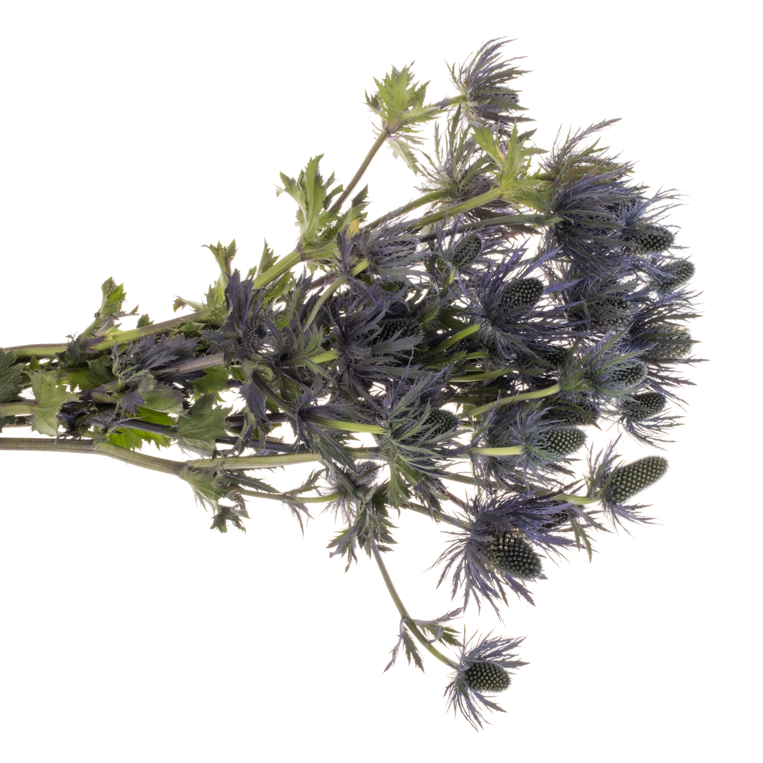 Distel blau Alpine 55cm