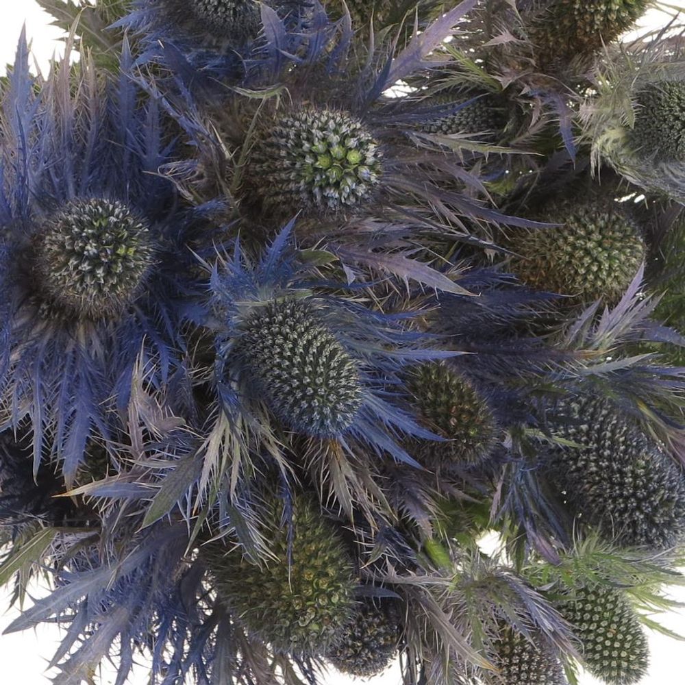 Distel blau Alpine 50cm
