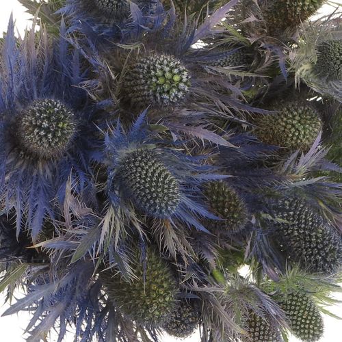 Distel blau Alpine 50cm
