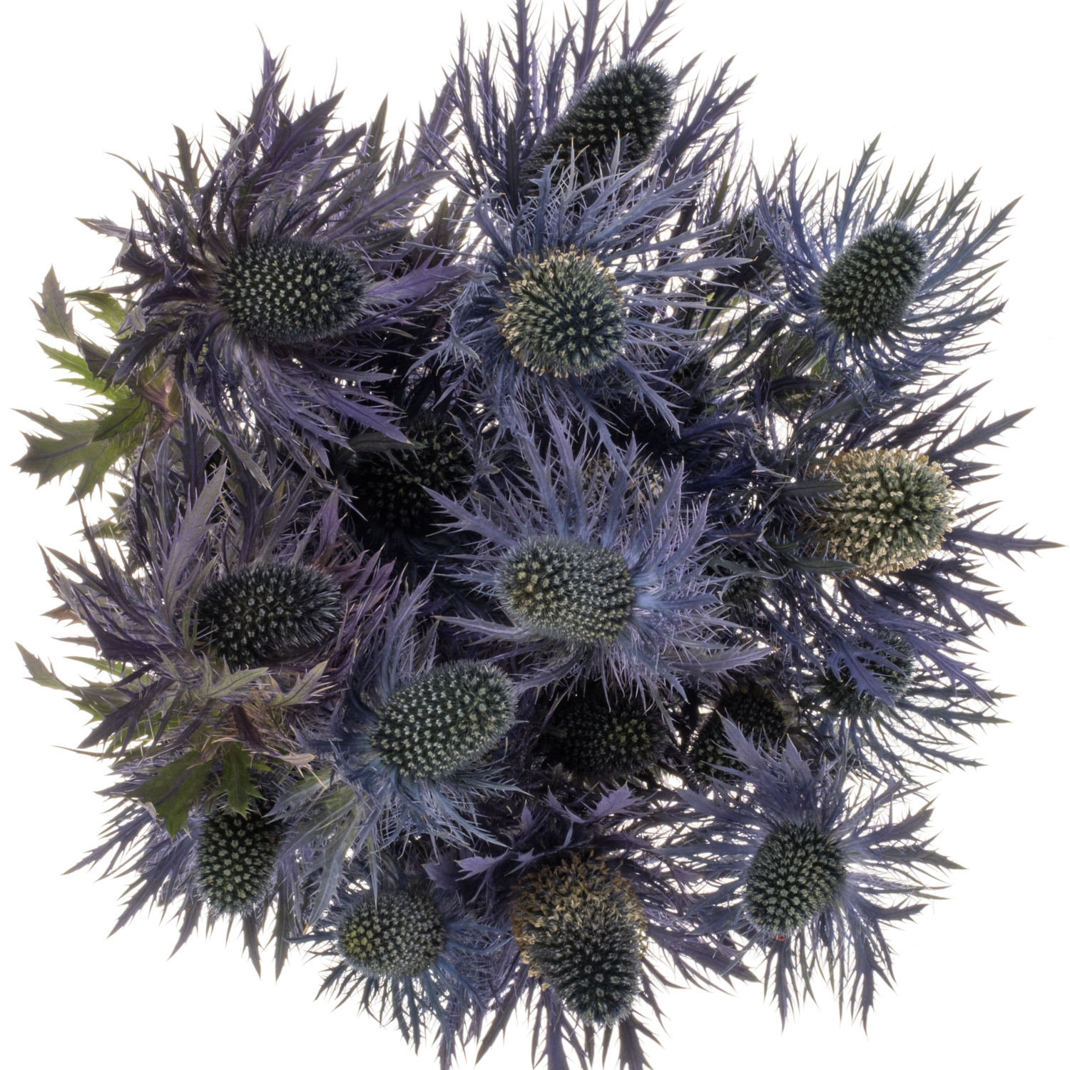 Distel blau Alpine 55cm
