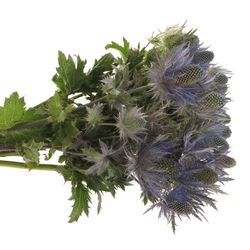 Distel blau Alpine 50cm