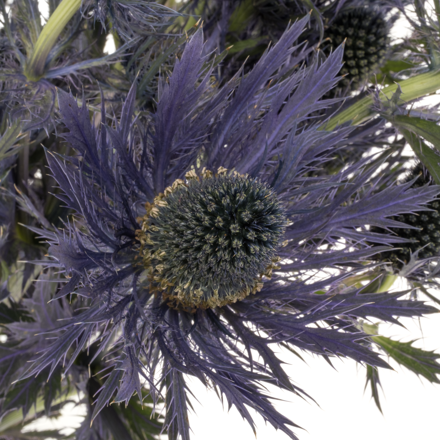 Distel blau Alpine 55cm