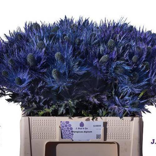 Distel blau Alpine 55cm