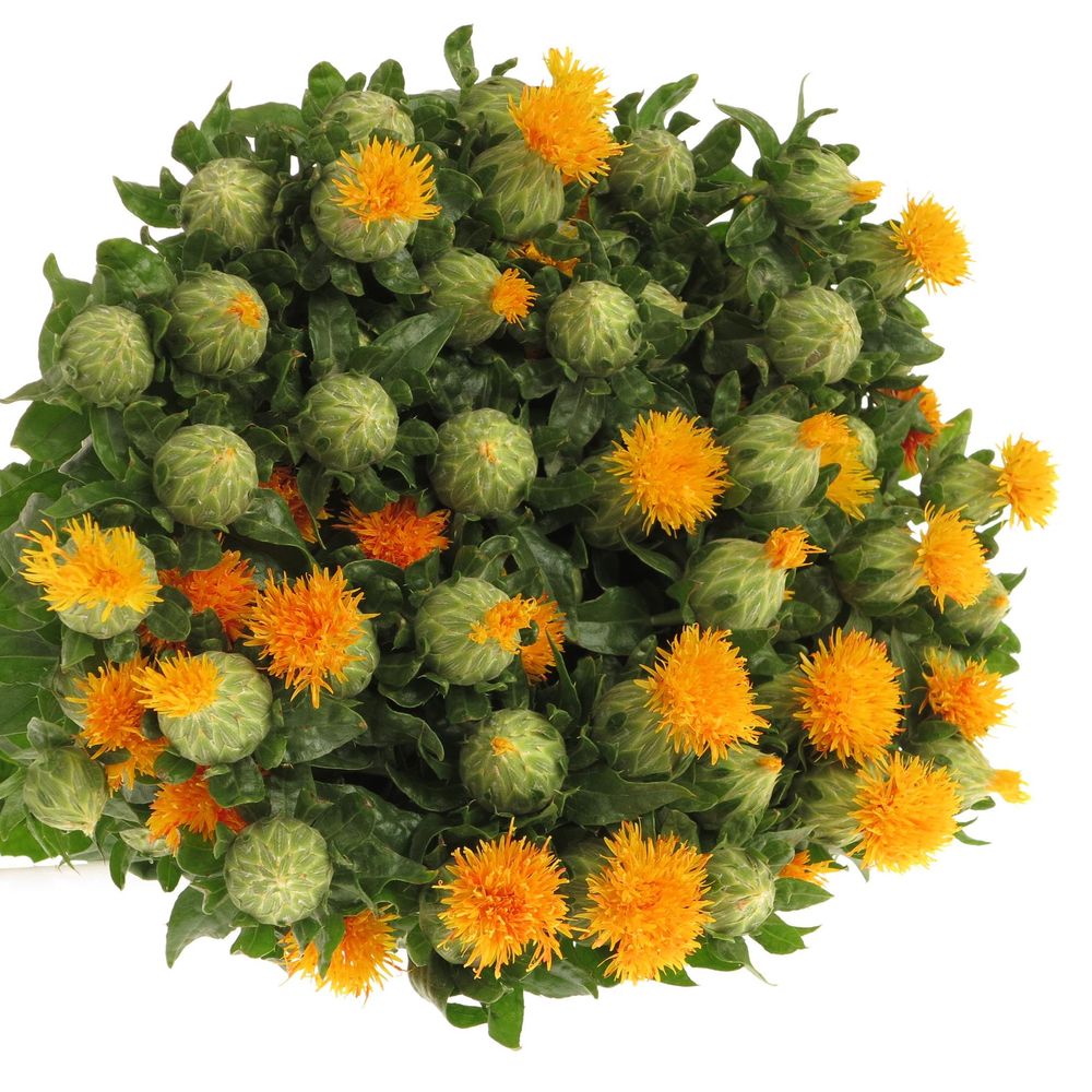 Carthamus orange Zanzibar 80cm