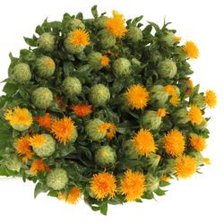 Carthamus orange Zanzibar 80cm