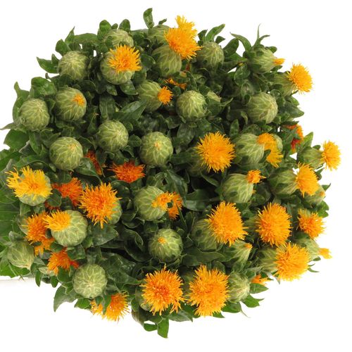 Carthamus orange Zanzibar 80cm