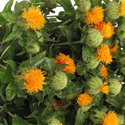 Carthamus orange Zanzibar 80cm