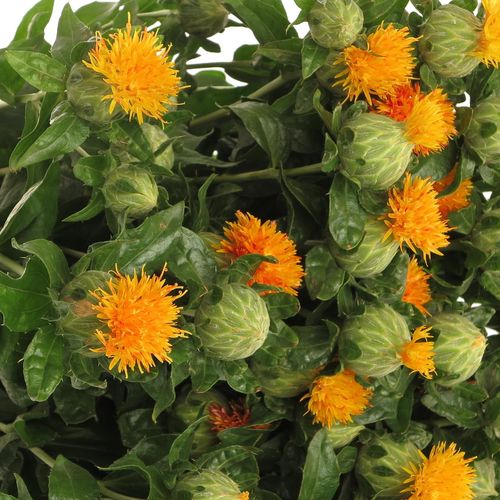 Carthamus orange Zanzibar 80cm