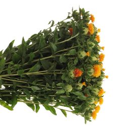 Carthamus orange Zanzibar 80cm